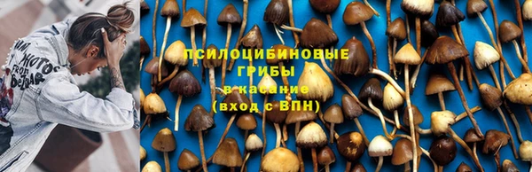 прущие грибы Алексин